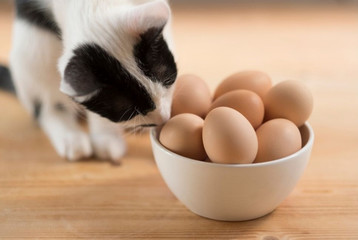 gatto uovo