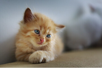 La depressione nel gatto può presentare diverse condizioni. Tra le altre cose, questa condizione si manifesta con apatia e inappetenza.