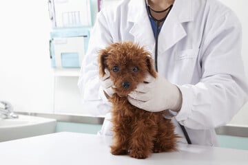 Come si riconosce l'ittero nei cani?