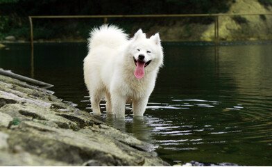 Enciclopedia dei cani: Samoiedo (Samoyed), che è un orso bianco come la neve, sorridente, appartenente alla sezione degli spitz e dei cani primitivi