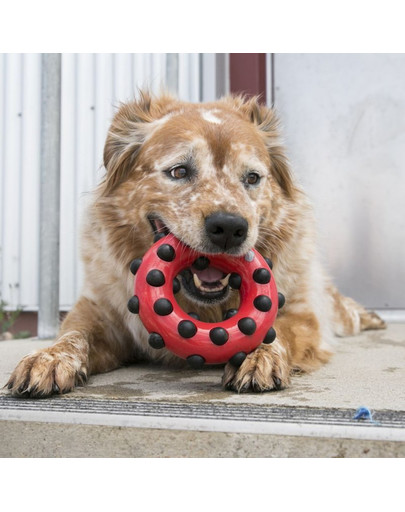 KONG Dotz Square L