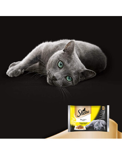 SHEBA Delicacy Fine Flakes Aromi di pollame in bustina 4x85g cibo umido completo per gatti adulti, bocconcini in gelatina con: anatra, pollo, pollame, tacchino