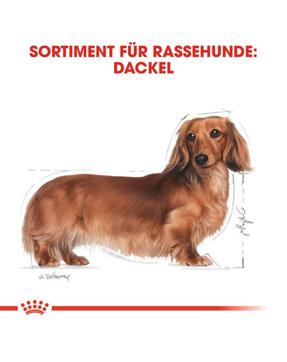 ROYAL CANIN Dachshund 85 Gr