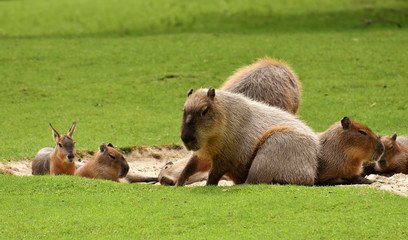 Il capibara è intelligente e può essere addomesticato. Può anche fungere da guida per i non vedenti.