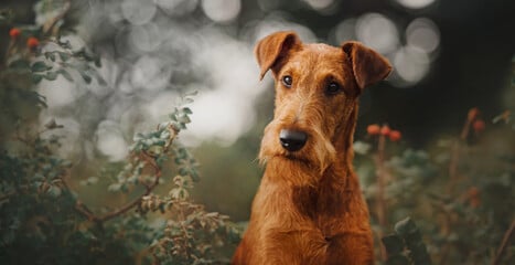 Informazioni chiave sulla razza canina Irish Terrier.