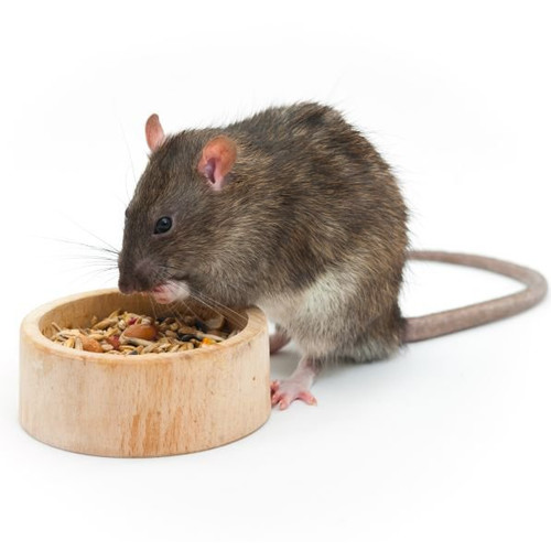 Alimenti per ratti
