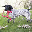 KONG Goodie Bone with Rope XS