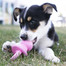 KONG Puppy Binkie S 115mm