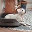 FERA Letto per cani ovale con cuscino 53x44x16 cm grigio