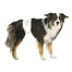 TRIXIE Pannolini a fascia per cani maschi S–M: 30–46 cm 12 pz