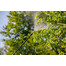 GARDENA Irroratore a spalla 12 lt