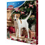 TRIXIE Calendario dell'Avvento per cani Natale