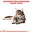 ROYAL CANIN Maine coon 10 kg