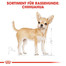 ROYAL CANIN Chihuahua Adult 12 x 85g