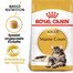 ROYAL CANIN Maine Coon Adult 20kg (2x10kg)